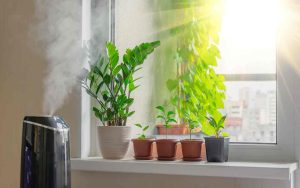 How to Take Care of Your Houseplants During Winters