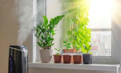 How to Take Care of Your Houseplants During Winters