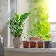 How to Take Care of Your Houseplants During Winters